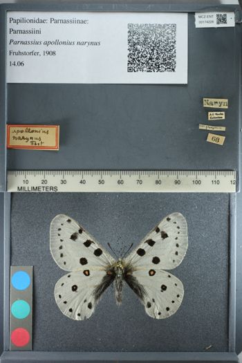 Media type: image;   Entomology 174228